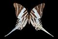 graphium androcles